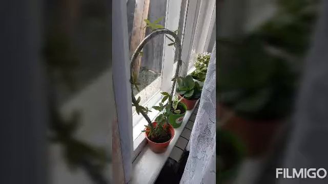 Мои цветы от семян до джунглей)) смотреть онлайн