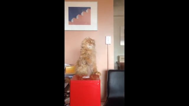 Mickey the cat vs humidifier смотреть онлайн