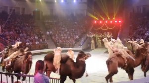 Восьмой международный фестиваль циркового искусства "Принцесса цирка" в Саратове в 2022 году