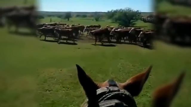 Продажа телят мясных пород +79656176005 WhatsApp Герефорд, Симментал, Абердин Ангус, Казахская бело