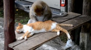 Обезьяна ловит блох у кота