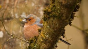Spring awakening of nature. Chaffinch singing / Весенние пробуждение природы. Пение зяблика