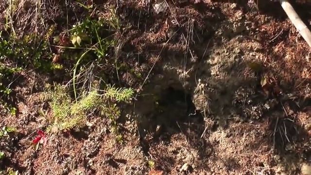 Echo Lake A First Look For Sasquatch Evidence смотреть онлайн