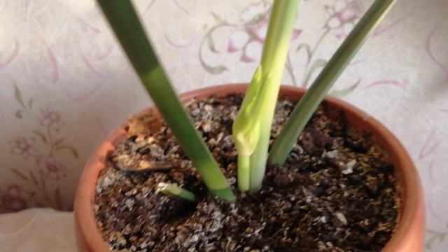 'Загадочный Цветок! Спор с Мамой на Шоколадку смотреть онлайн