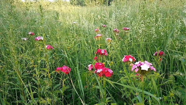 Гвоздика турецкая. Июль 2023