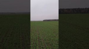 Нормы высева Озимой Пшеницы, как они влияют на урожай и экономику!