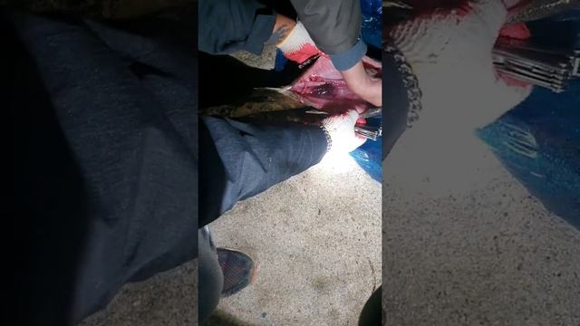 красная икра ! (Кита) смотреть онлайн