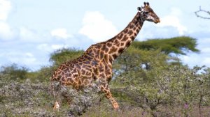 Животные саванны, релакс фильм о дикой природе Африки (Видео UHD)