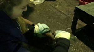 Разбираем двигатель на ГАЗ-66. Капитальный ремонт привет! Краткая версия.