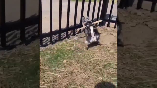 как сделать чтобы собака не выбегала через забор смотреть онлайн