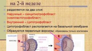 Лекция. Эмбриология. 3. Гаструляция