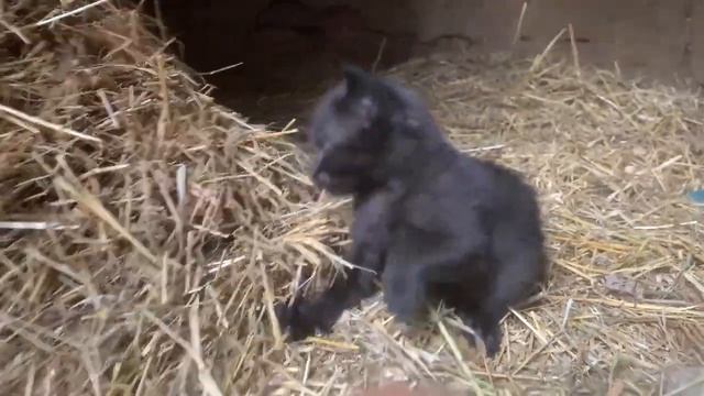 котята, рыжие, черные, разные...