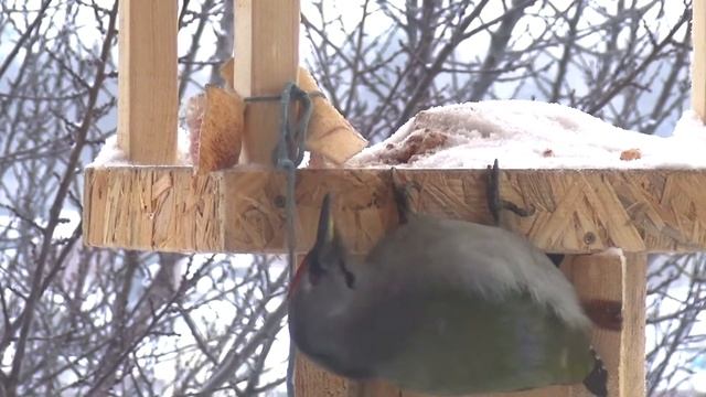 Птички Сибири зимой 2017 смотреть онлайн