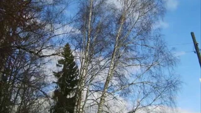 Для Доброслова посвященного В.  Шукшину.  Березка -  невестушка .