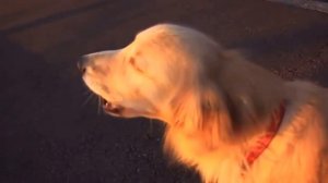 СОБАКА ВОЕТ КАК ПОЛИЦЕЙСКАЯ СИРЕНА