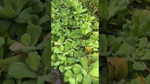 Пистия (Pistia stratiotes)