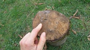 Южный сад Компост Белые Каллы Розы и садовые дела