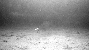 Первый опыт рыбалки с подводной камерой. Подлёдная съёмка окуня зимой. Рыбалка на окуня зимой. РСД.