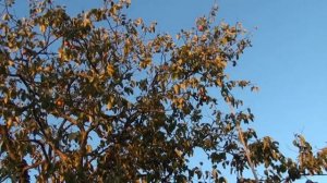 Снимаем урожай хурмы. 07.10.18г  .Хурма у нас нынче средненькая.я.