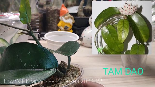 20.11.22 ХОЙИ укоренные,пора адаптироваться.Обзор сортов(Rangsan, Tam Dao, Svetlana) смотреть онлайн