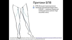Притоки большой подкожной вены