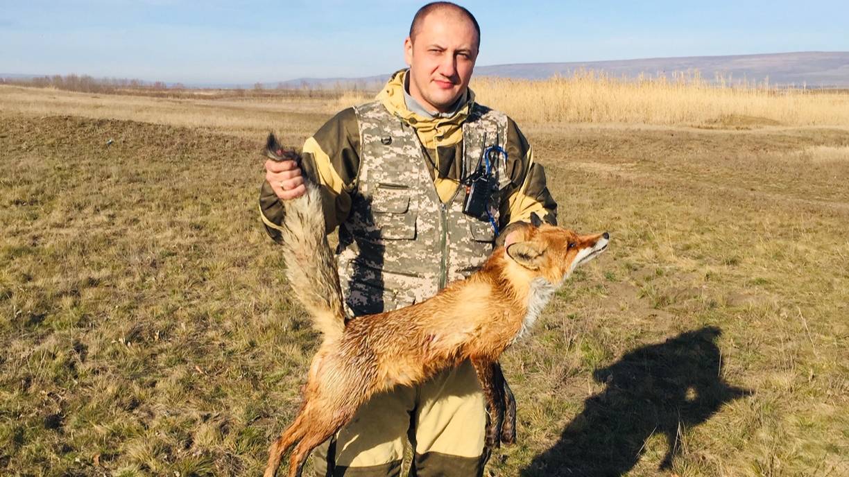 Удачная охота на лису с гончаком! смотреть онлайн