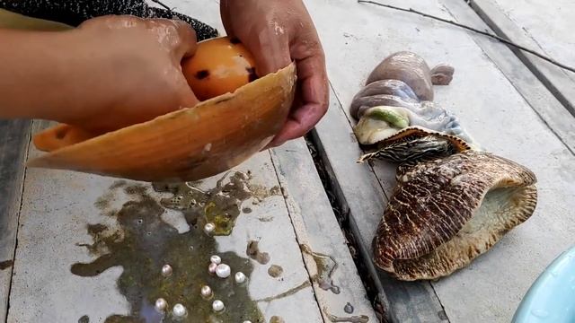 开蚌，珍珠蚌，这只海螺比头还大，里面有好多珍珠，20多颗