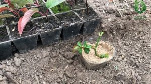 КАК СОХРАНИТЬ укорененные черенки роз и гортензий зимой. Питомник ? и ? Е. Иващенко