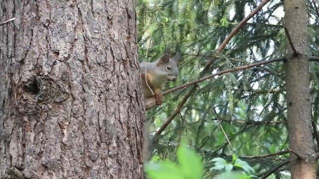 №2270 07 06 2022 Белки, дубонос, зеленушка смотреть онлайн