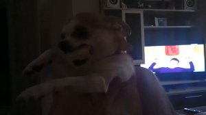 Злая чихуахуа