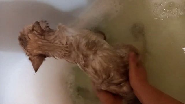 Кот орет, не любит купаться((((( смотреть онлайн