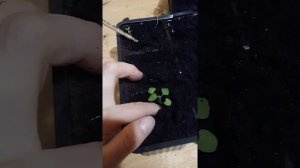 Пикировка Котовник Кошечка?