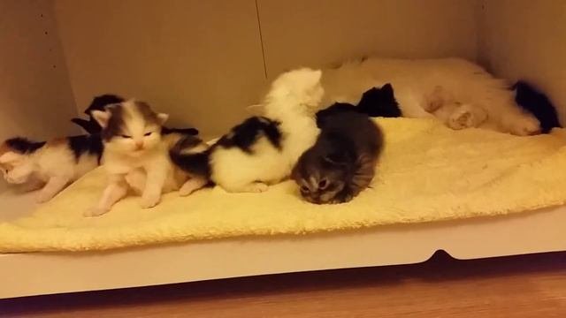 Котята в добрые руки.