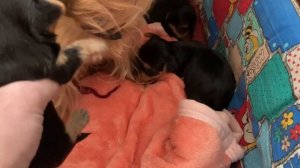 Щенкам йоркширского терьера, 3 недели))) Гретта