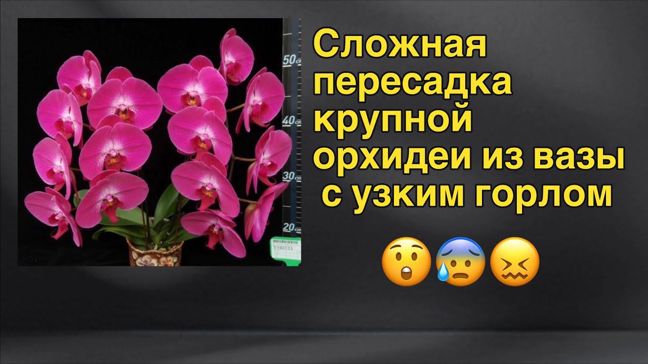 Приглашаю на стрим для новичков - пересадка из Закрытой Системы орхидеи с огромной корневой!