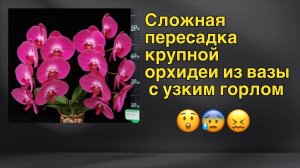 Приглашаю на стрим для новичков - пересадка из Закрытой Системы орхидеи с огромной корневой!