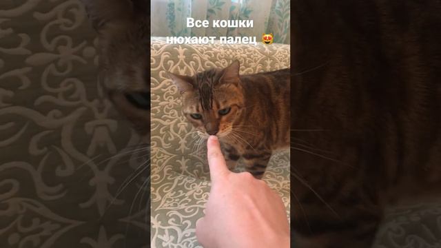 Все кошки нюхают палец 😂😻