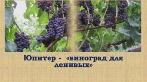 Юпитер - виноград.