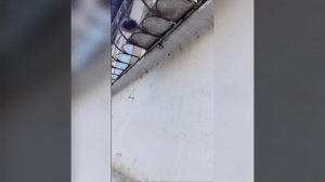 Бездомный кот ??