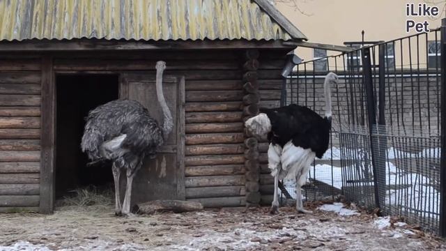 Африканский страус Самая большая птица на ilikepet смотреть онлайн