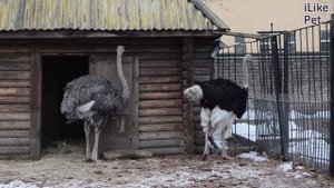 Африканский страус Самая большая птица на ilikepet