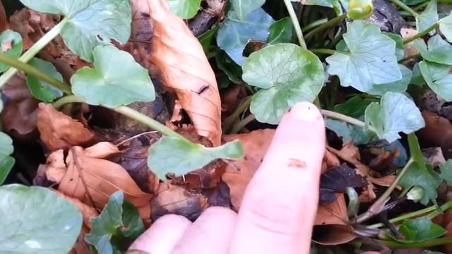 How to identify Lesser Celandine смотреть онлайн