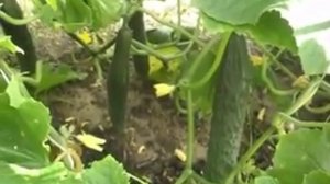 Подкормка огурцо