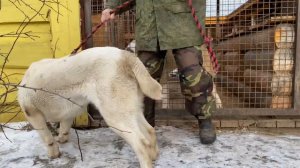 Жан-Элита(8 мес.),Натаха,Гек. Бульдозера и Топаза линии.РКФ.САО/алабай. +79157787787. Россия, Ковро