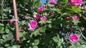 Канадская роза вековая