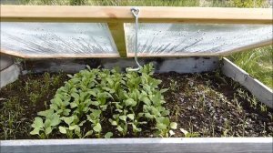 "Во саду ли, в огороде..." везде работа ждёт