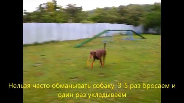 "Обучение с нуля" Урок 31 Укладка собаки на расстоянии. смотреть онлайн