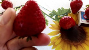 Ремонтантные сорта клубники Мурано и Вивара г. Омск Ферма "Омская Ягода"