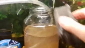 Выращивание артемии как живой корм для рыбок