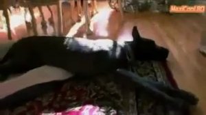 О породе датский немецкий дог